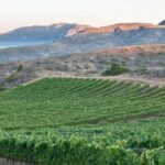 Island Wines