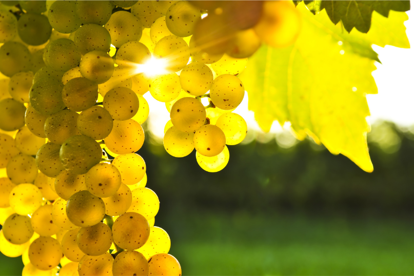 Lesser Known Grapes